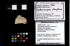 Foto (Objekt + Etikett) von Cycloprosopon stenofrons (Schweitzer & Feldmann, 2010)  (NHMW-GEO-1990-0041-0402)
